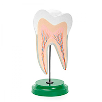 Демонстрационные модели, купить в GREEN DENT, акции и специальные цены. 