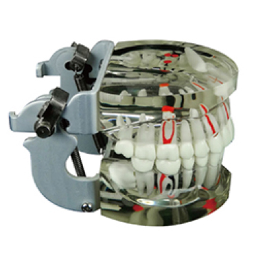 Jingle JG-Y15 — Фантомная прозрачная модель взрослых зубов с патологиями